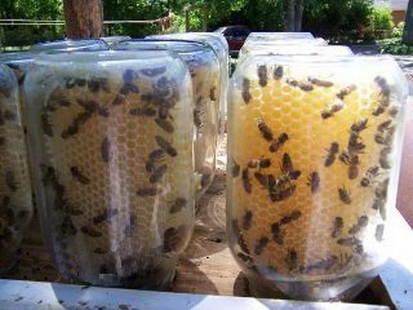 pasieki pszczelarskie