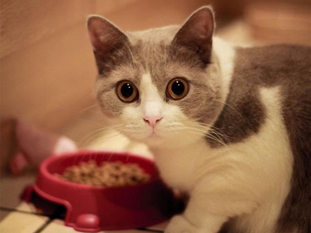 jak przekonwertować kota na inny suchy pokarm