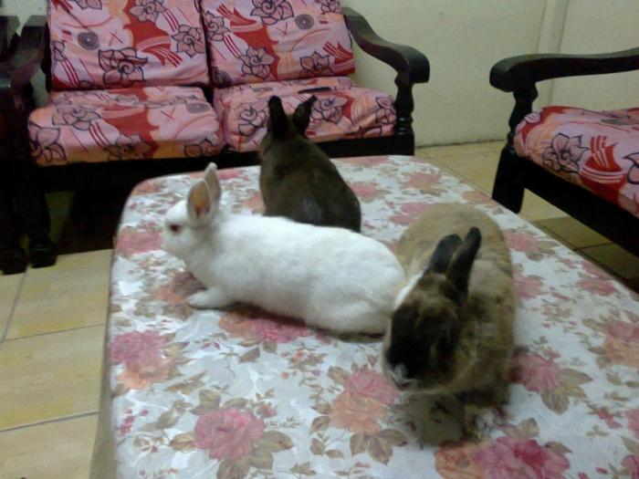 Ile żyjących dekoracyjnych królików w domu? Co wpływa na długość ich życia?