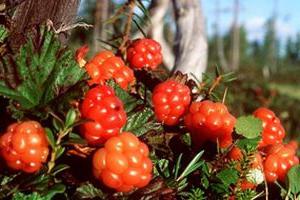 Morochka to jagoda z wielu chorób