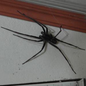 pająki w mieszkaniu, jak się pozbyć