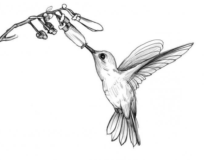 Jak narysować koliber łatwo i szybko
