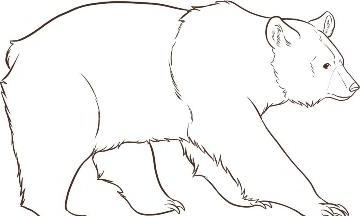 Jak narysować niedźwiedzia, aby było to łatwe?