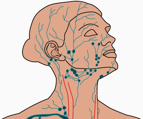 układ limfatyczny twarzy