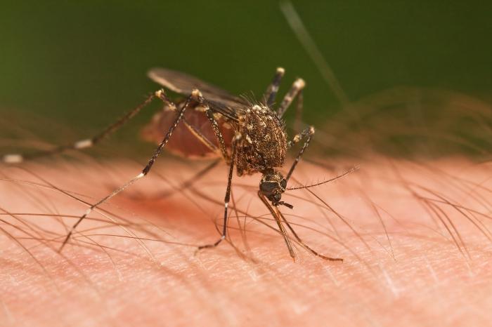 Jak przebiega hodowla komarów?