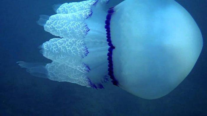 wzór jellyfish