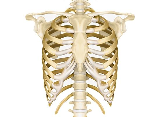 Ludzki klatka piersiowa: anatomia i podstawowe funkcje