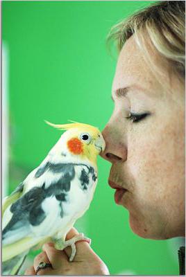 Ornitoza: objawy choroby u ludzi i ptaków